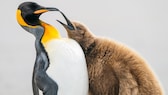 Mit diesem Foto gelang dem Schweizer Levi Fitze der zweite Platz in der Kategorie „Comedy“. 
Er beobachtete Königspinguine auf Saunders Island im Atlantischen Ozean und bemerkte, wie sehr ihr Verhalten manchmal dem von Menschen ähnelt. Dieses Jungtier bettelte so lange, bis der verärgerte Erwachsene davonlief. Die Tatsache, dass das Jungtier massiver war als der Erwachsene, lässt jedoch auf eine insgesamt gute Erziehung schließen