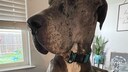 Rekordhund Zeus steht nach einer Knochenkrebserkrankung nun eine Beinamputation bevor.