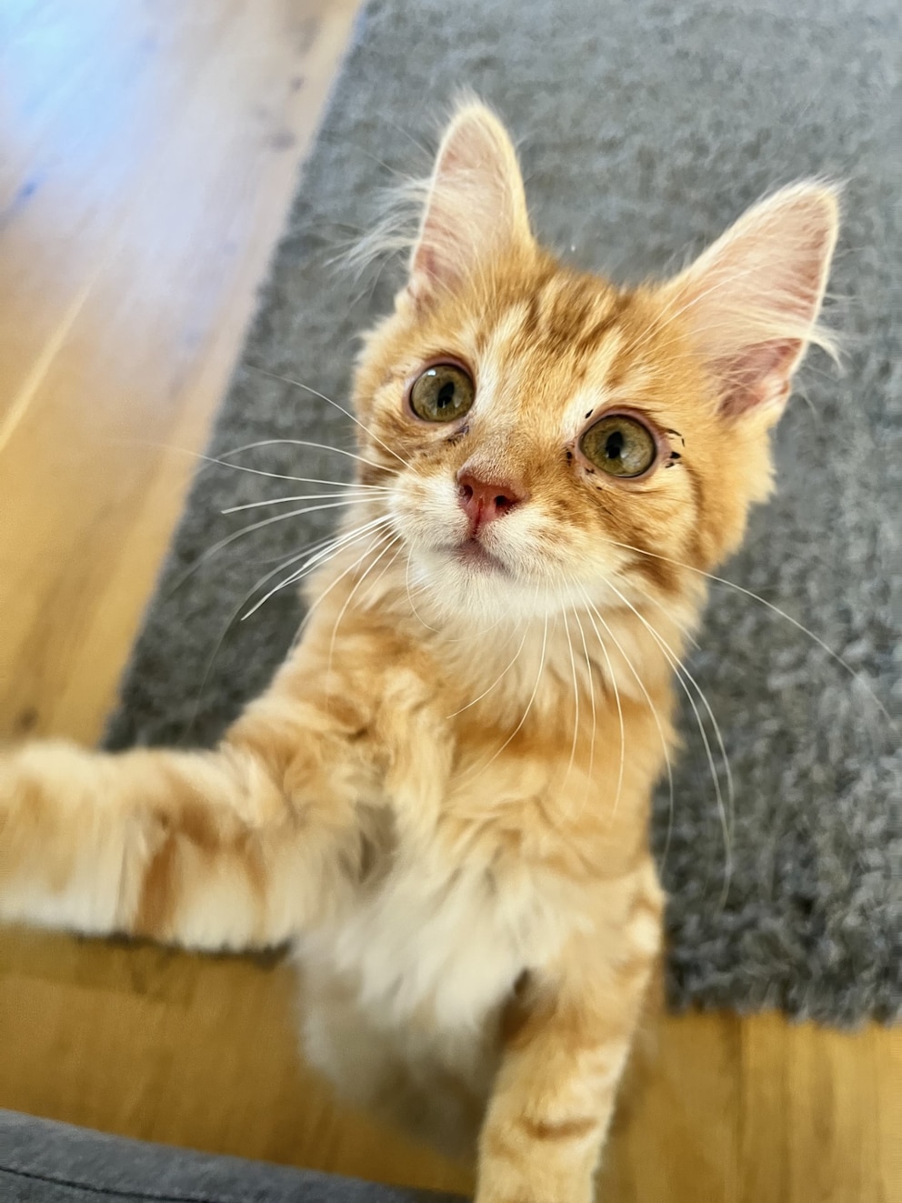 Mittlerweile hat sich Schnurrbert zu einem glücklichen und neugierigen Kater entwickelt. Nun steht bald seine großer OP bevor.