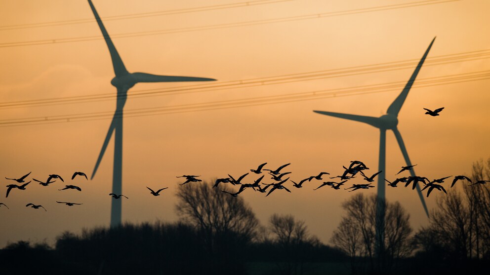 Windräder bei Sonnenuntergang mit Vögeln