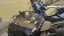 Straßenkatze schlafend auf einem Moped in Xania auf Krata