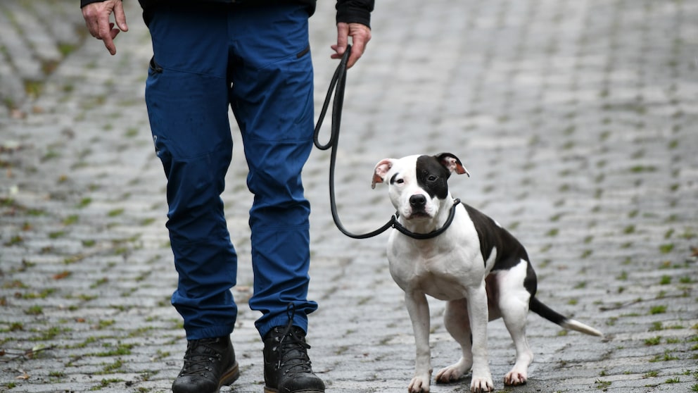 Der Wesenstest ist für Hunde einiger Rassen sowie Vierbeiner, die durch aggressives Verhalten aufgefallen sind, bindend.