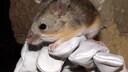 Wissenschaftler hält eine Blattohrmaus hoch, die in 6739 Meter Höhe lebt