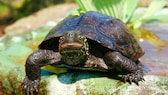 Eine Chinesische Dreikielschildkröte sitzt auf einem Stein