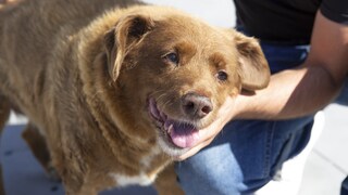 Bobi, der älteste Hund aller Zeiten, wird von seinem Besitzer getreichelt