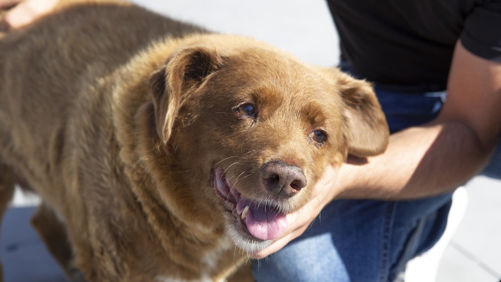 Bobi, der älteste Hund aller Zeiten, wird von seinem Besitzer getreichelt