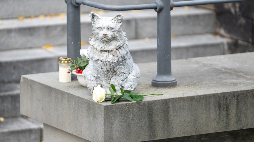 Bronzestatue als Ein Denkmal für den stadtbekannten Kater Chicco sitzt auf einer Mauer am Stadtbach. Die Birma-Katze war in der schwäbischen Stadt bekennt und sehr beliebt. Anfang 2023 ist Chicco gestorben. In der Folge wurden Spenden gesammelt und die Memminger Künstlerin Cornelia Brader fertigte eine Bronzeskulptur des Katers, die am Stadtbach an ihn erinnern soll.