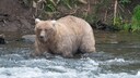 Braunbärin Grazer (Kennzahl 128) zeigt ihre Winterfigur bei ihrer Lieblingsbeschäftigung: dem Fischfang.
