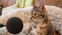 Katze Bella bei ihrem Versuch, den Rekord für das lauteste Schnurren der Welt zu bekommen