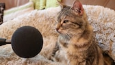 Katze Bella bei ihrem Versuch, den Rekord für das lauteste Schnurren der Welt zu bekommen