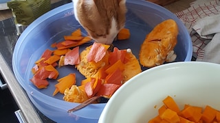 Kater Remo klaut sich Kürbis