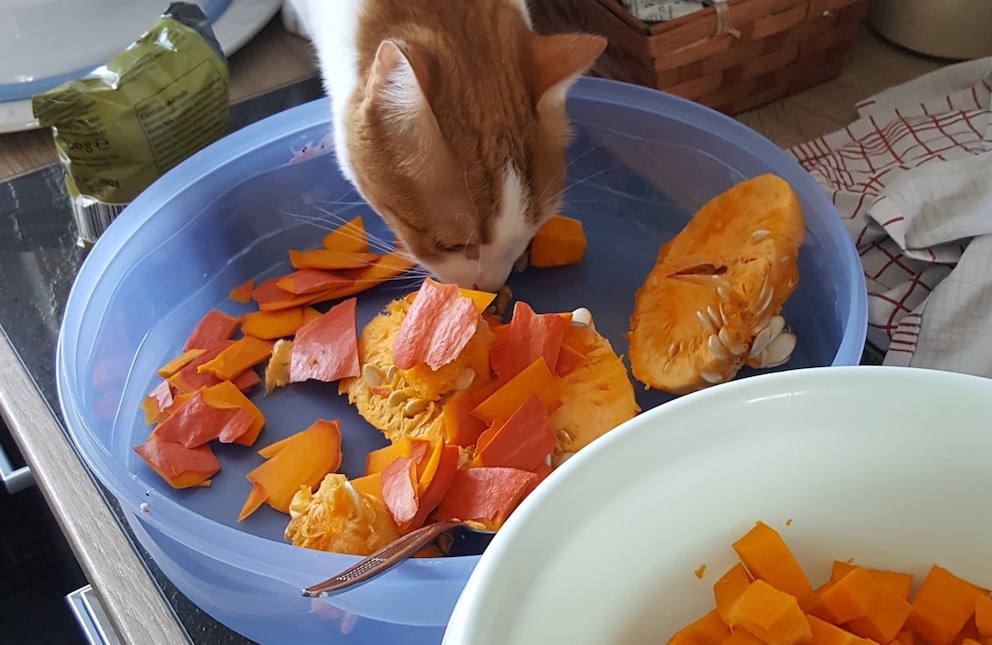 Kater Remo klaut sich K&uuml;rbis