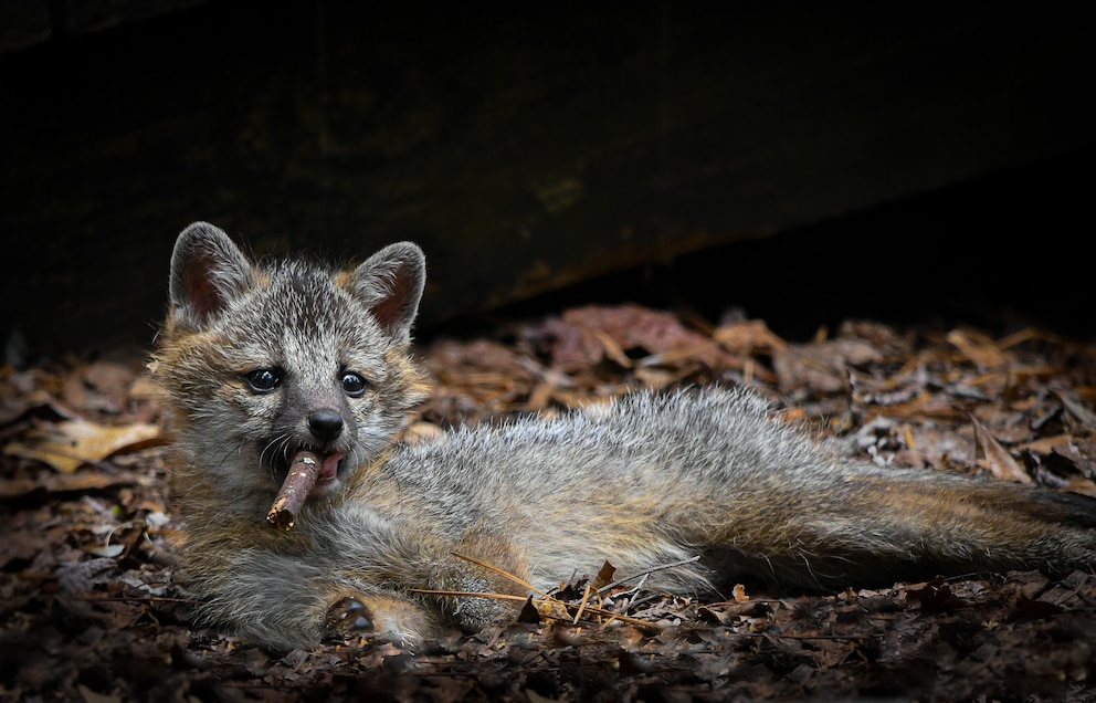 Na, haben wir diesen jungen Fuchs etwa beim heimlichen Rauchen erwischt?