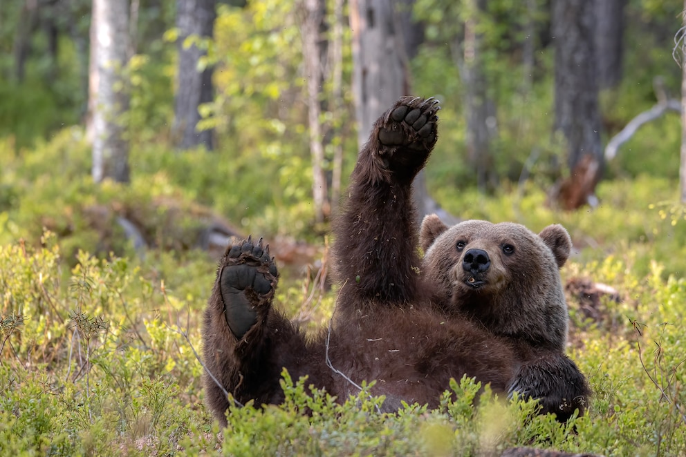 Auch der freundliche Bär aus der Einsendung von Dikla Gabriely aus Israel dürfte gute Chancen auf eine Auszeichnung bei den „Comedy Wildlife Photography Awards“ haben.