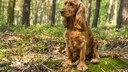 Ein English Cocker Spaniel sitzt im Wald