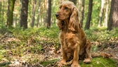 Ein English Cocker Spaniel sitzt im Wald