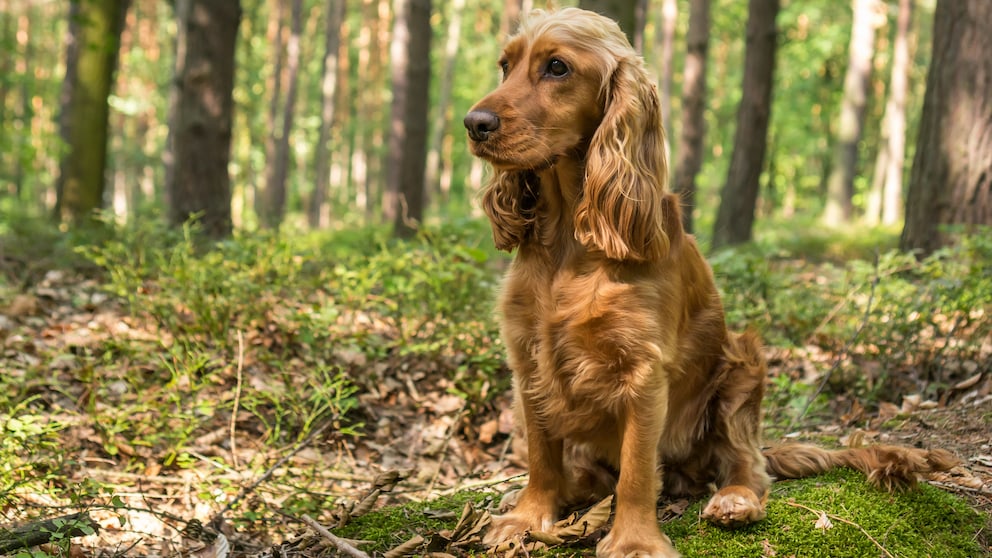 Ein English Cocker Spaniel sitzt im Wald