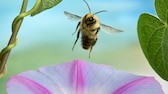 Ackerhummel (Bombus pascuorum) im Anflug auf eine Prunkwinde (Ipomoea)