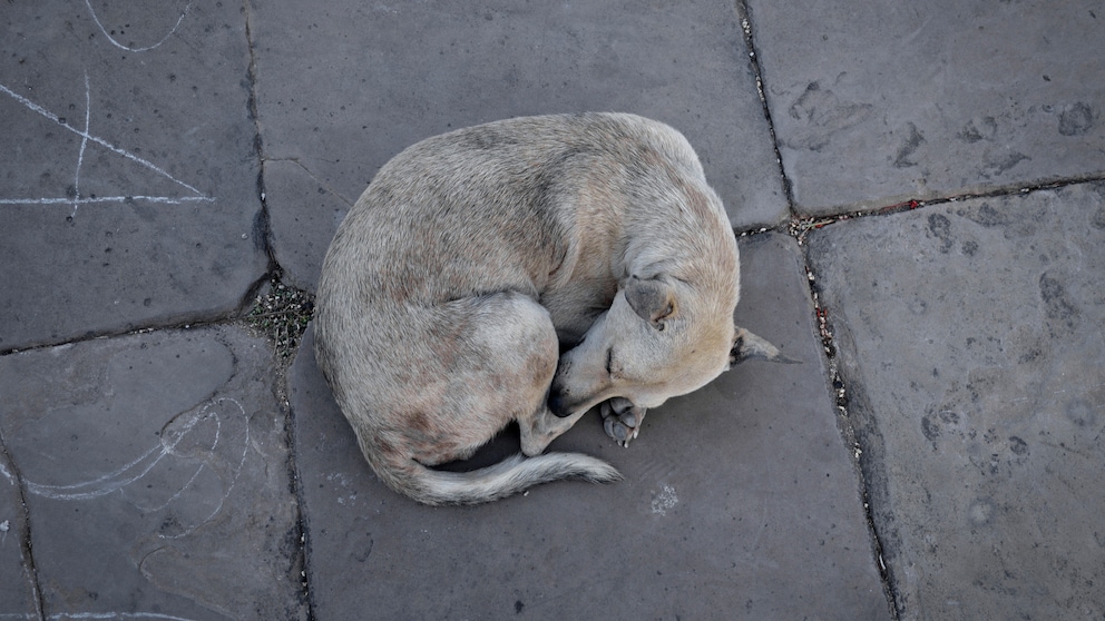 Ein streunender, dreckiger Hund liegt zusammengerollt auf dem Gehweg