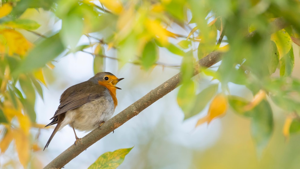 Vogelgesang im Herbst