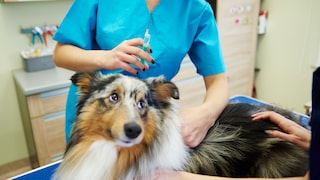 MDR1-Gendefekt beim Hund