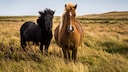 Welche Lebenserwartung haben eigentlich Pferde? Und wie unterscheidet sich diese von Rasse zu Rasse? PETBOOK gibt einen Überblick.