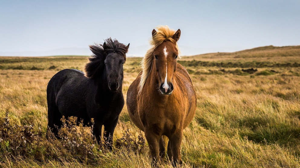 Welche Lebenserwartung haben eigentlich Pferde? Und wie unterscheidet sich diese von Rasse zu Rasse? PETBOOK gibt einen Überblick. 