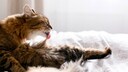 Eine Maine Coon liegt auf dem Bett und betreibt ausgiebige Fellpflege