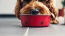 Bierhefe ist ein gutes Nahrungserg&auml;nzungsmittel f&uuml;r Hunde