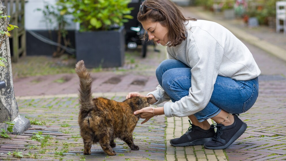 Eine Frau untersucht eine Katze, die ihr auf der Straße zugelaufen ist