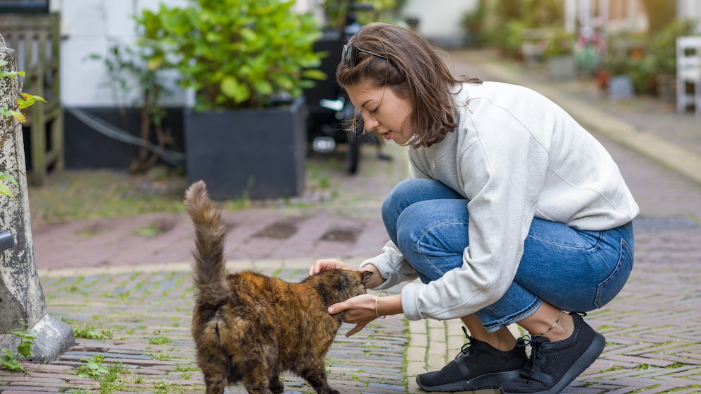 Eine Frau untersucht eine Katze, die ihr auf der Straße zugelaufen ist