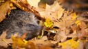 Ein Igel hat es sich in einem Laubhaufen bequem gemacht
