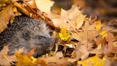 Ein Igel hat es sich in einem Laubhaufen bequem gemacht