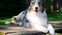 Die Züchtung des Australian Shepherds in der Merle-Färbung ist umstritten.
