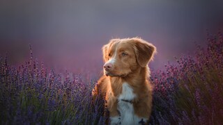 Der Nova Scotia Duck Tolling Retriever stammt ursprünglich aus Kanada und gilt als einzige Rasse, die Enten anlocken und sie apportieren kann.