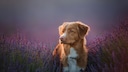 Der Nova Scotia Duck Tolling Retriever stammt ursprünglich aus Kanada und gilt als einzige Rasse, die Enten anlocken und sie apportieren kann.