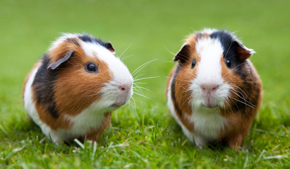 Qualzuchten bei Meerschweinchen Diese Rassen sind betroffen