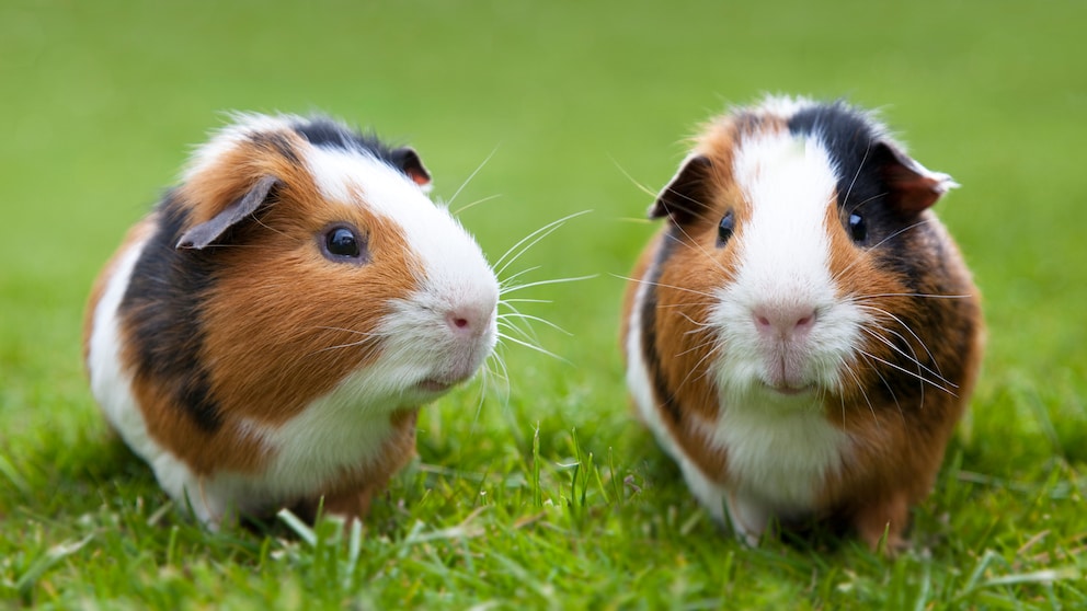 PETBOOK gibt einen Überblick, welche Meerschweinchenrassen zu den Qualzuchten zählen.