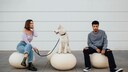 Paar sitzt auf weißen Steinen, zwischen ihnen sitzt ein weißer Hund.