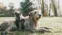 Ein Irischer Wolfshund und seine Welpe liegen auf der Wiese