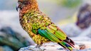 Ein bunter Kea sitzt auf einem Stein im Gebirge
