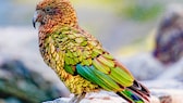 Ein bunter Kea sitzt auf einem Stein im Gebirge