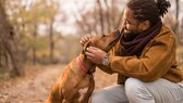 Ein Hund schaut ein wenig nach oben zu seinem Halter im Park