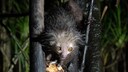 Ein Aye-Aye Lemur hängt im Baum und frisst eine Kokosnuss