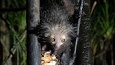 Ein Aye-Aye Lemur hängt im Baum und frisst eine Kokosnuss