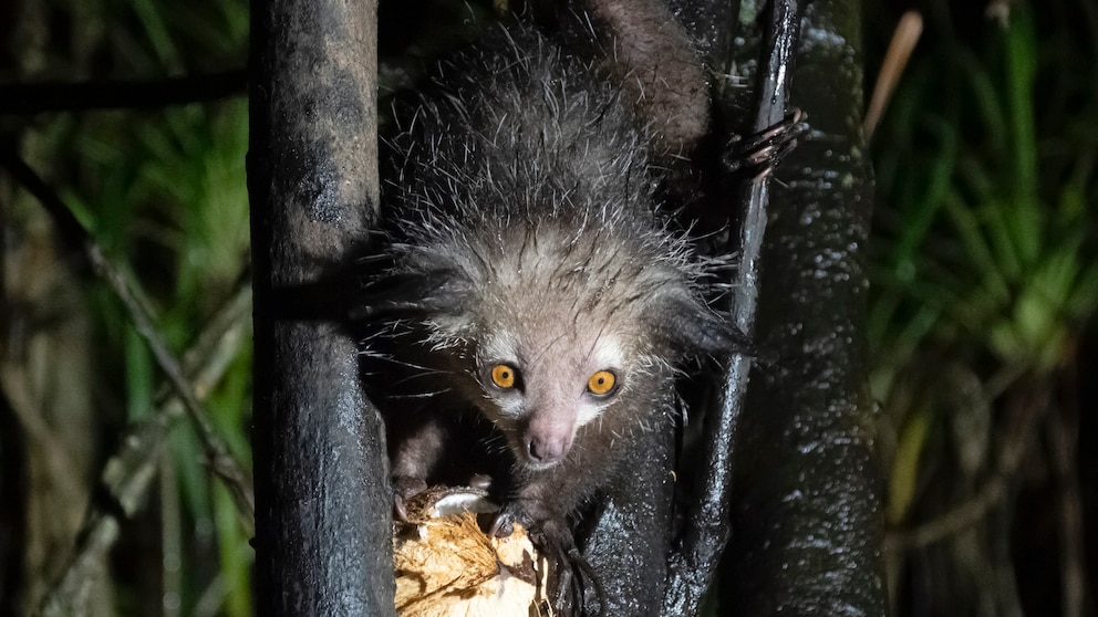 Ein Aye-Aye Lemur hängt im Baum und frisst eine Kokosnuss