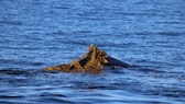 Ein Wal schwimmt mit einer Alge, die er scheinbar als Peeling benutzt, durch das Wasser