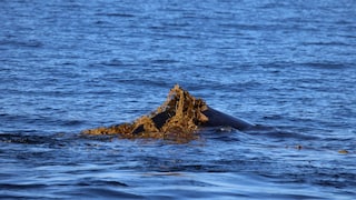 Ein Wal schwimmt mit einer Alge, die er scheinbar als Peeling benutzt, durch das Wasser