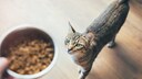 Getigerte Katze steht auf dem Boden und blickt hinauf zu einem Napf mit Trockenfutter