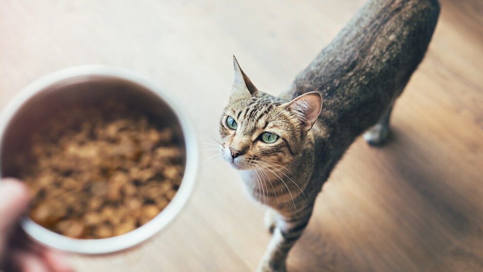 Getigerte Katze steht auf dem Boden und blickt hinauf zu einem Napf mit Trockenfutter